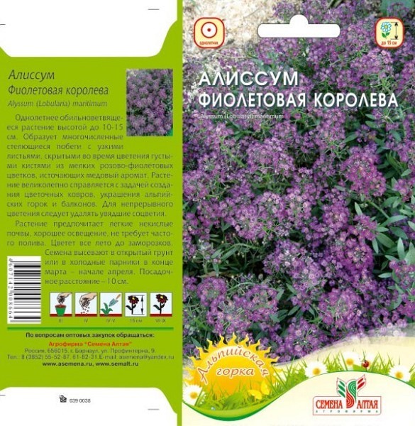 семена цветы Алиссум Фиолетовая Королева ЦП 0,1гр однолет.10см.мелк.соц/СемАлт/10