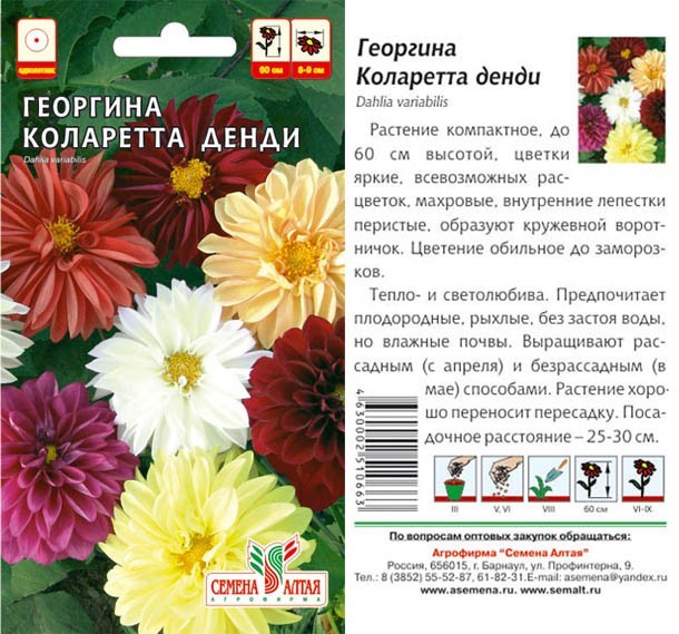 семена цветы Георгина Коларет Денди ЦП 0,3гр однолет.60см.средн/СемАлт/10