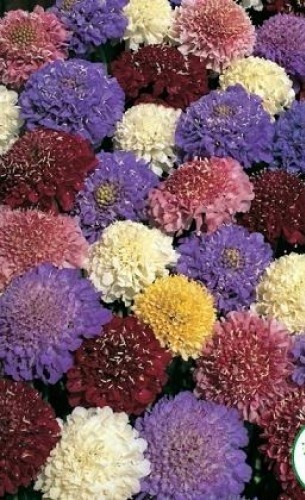 семена цветы Скабиоза Темно-Пурпурная ЦП 0,3гр многолет. h-50-90см, d-6см/СемАлт/10