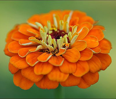 семена цветы Цинния Оранжевый Король ЦП 0,3гр однолет. h-80см, d-8-10см/СемАлт/10