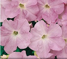 семена цветы Петуния Розовое небо F1 БП 0,1гр/ССС/20