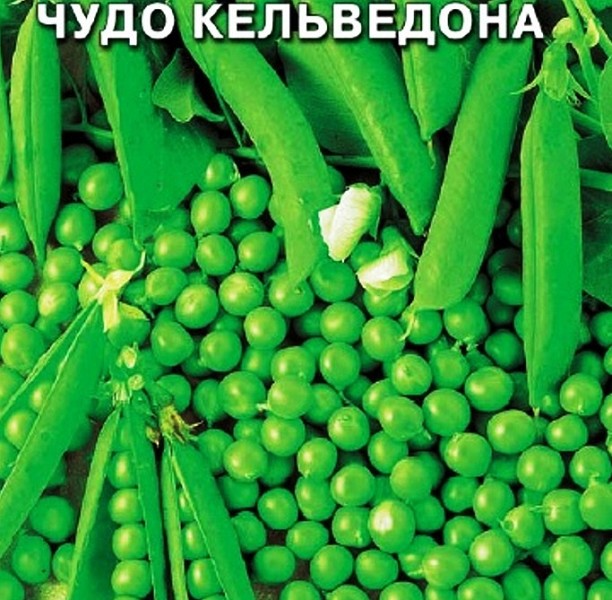 семена Горох Чудо Кельведона БП 10гр раннесп., карликовый/ЗолС/10