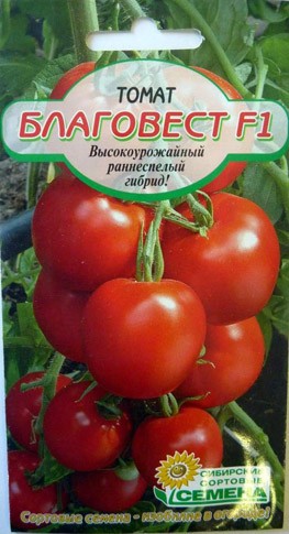 Помидоры сорта благовест отзывы. Помидоры Благовест описание сорта. Томат Благовест f1. Томат Благовест Гавриш. Томат Благовест f1 характеристика и описание.