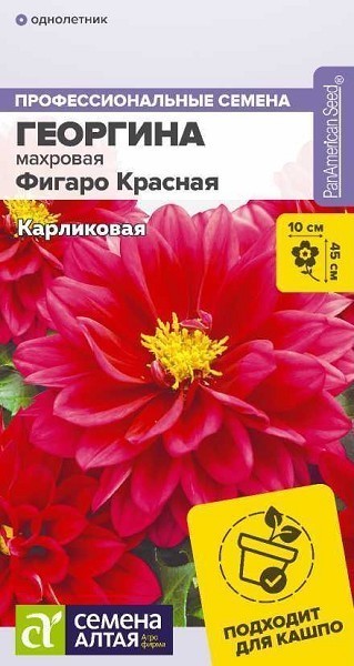 семена цветы Георгина Фигаро Красная карликовая махровая ЦП 5шт однолет.45см крупн/СемАлт/10