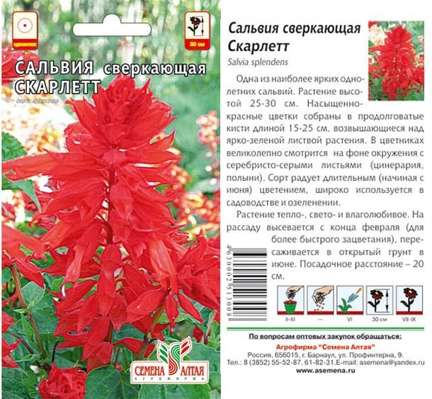семена цветы Сальвия Скарлетт сверкающая ЦП 0,1гр h-20-30см/СемАлт/10