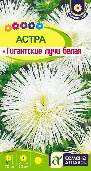 семена цветы Астра Гигантские лучи Белая игольчатая ЦП 0,2гр однолет.70см.крупн/СемАлт/10