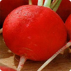 семена Редька Морозко красная зимняя круглая БП 0,5г/ЗолС/20