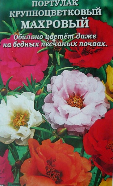 семена цветы Портулак Махровый крупноцветковый смесь ЦП 0,1гр h-20см d-6см/ЗолС/10
