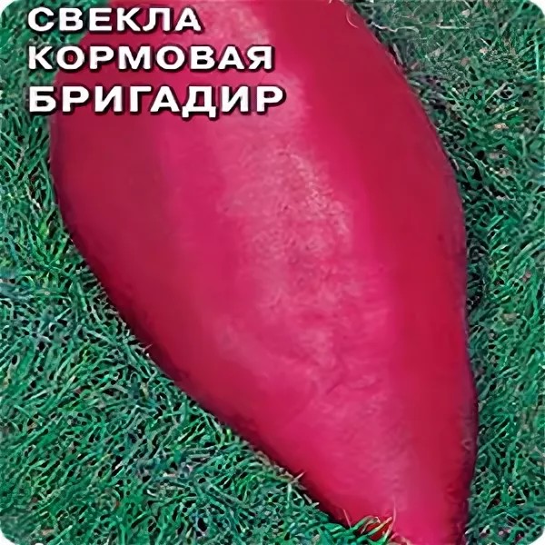 семена Свекла Кормовая Бригадир БП 3гр, среднеспелый (108-118 дней) высокоур. сорт/ЗолС/10