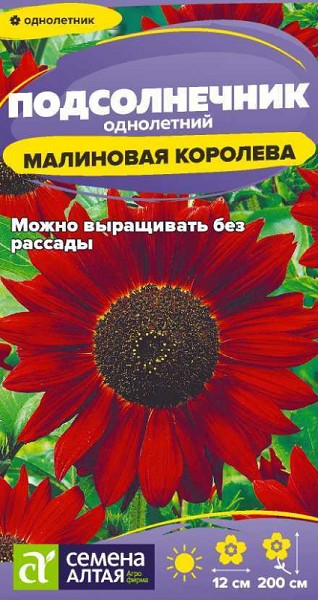семена цветы Подсолнечник Малиновая Королева ЦП 0,3гр однолет.крупн h-200см d-12 см/СемАлт/10