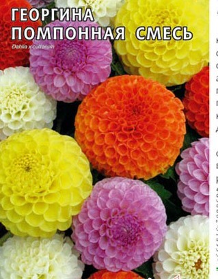 семена цветы Георгина Помпонная смесь окрасок ЦП 0.2гр однолет.средн h-110см d-8см/СемАлт/10